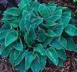 Blue Hosta